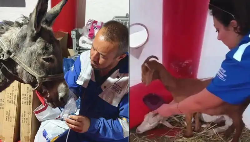 Yangın Faciasından Kurtarılan Eşeğe Özel Oksijen Maskesi Uygulandı