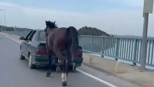 Adana’da Ata Eziyet Eden Kişiye Şok Tutuklama Kararı!