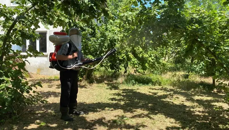 Kükürt ve Samuray Arısı: Çiftçilerin Umut Arayışı