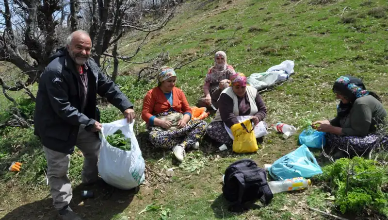 Doğa Yürüyüşü ile Yeni Bir Geçim Kaynağı: Yüksek Fiyatla Kırmızı Mantar Toplama