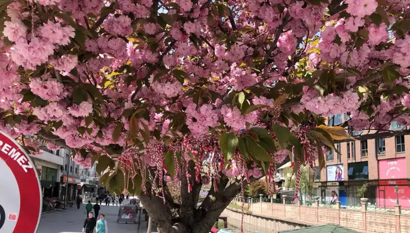 Süs Erik Ağacına Martenitsa Bağlandı: Gelenek ve Yenilik Buluşuyor