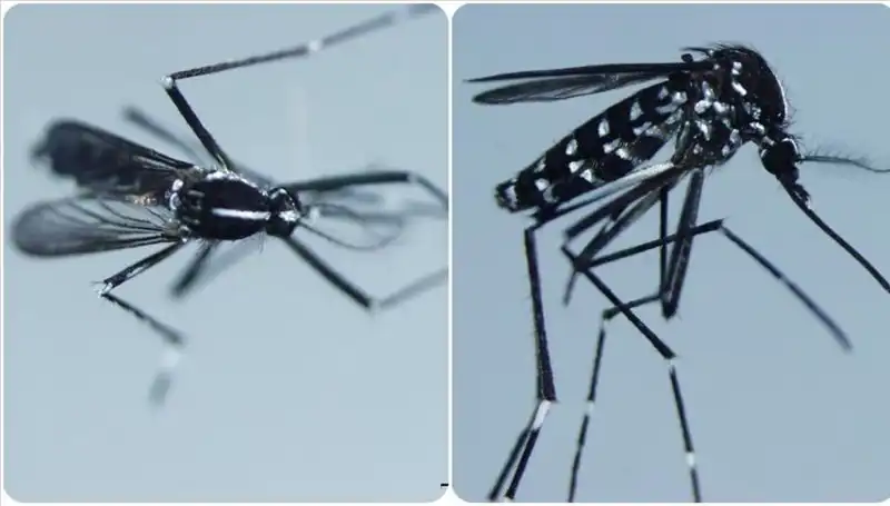 Chikungunya Virüsü Nedir? Belirtileri ve Görüldüğü Ülkeler Üzerine Bilgiler