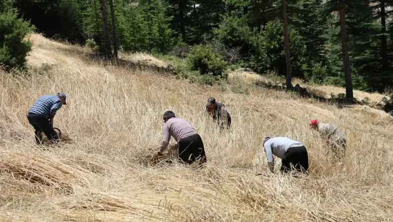 Teknoloji Tarlalarında Devrim Olmadı: Ellik ve Orakla Hasat Geleneği Yaşıyor