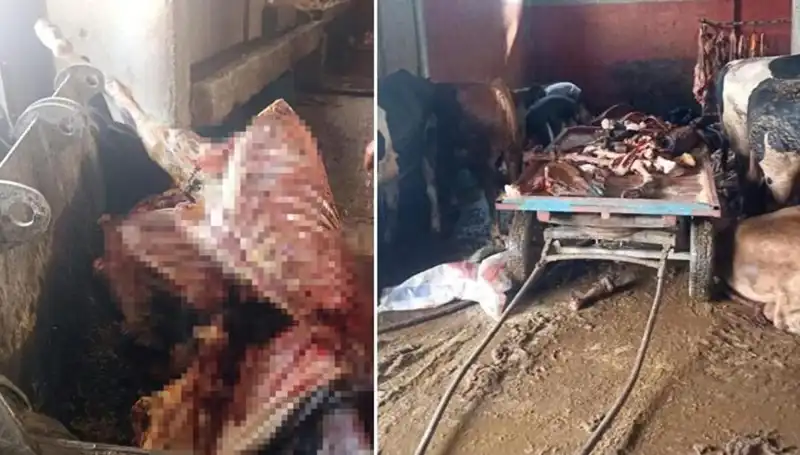 Adana'da Şok Üzerine Şok: 2,5 Ton At Eti Ele Geçirildi!