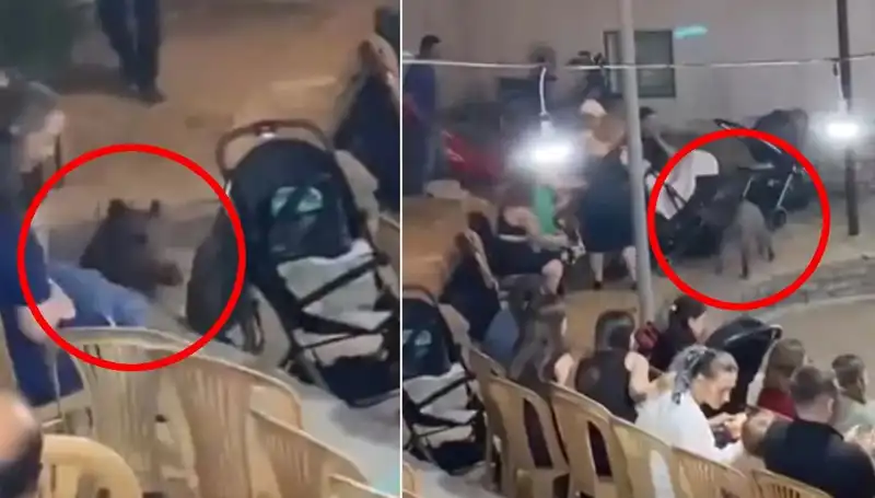 Düğün Törenine Akın Eden Yaban Domuzu Herkesi Şaşkına Çevirdi!