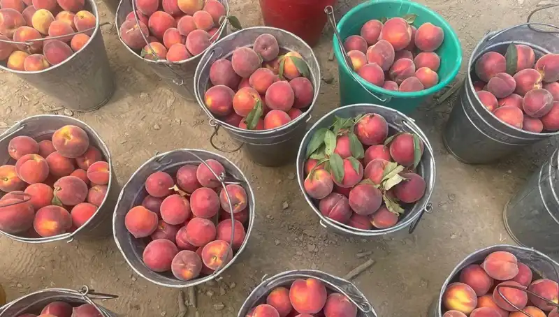 Bu Yılın Hasadında Çiftçilerden Yüz Güldüren Fiyatlar!