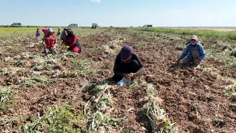 Rusya, Almanya ve İspanya'da Antibiyotik Üretiminde Hasat Dönemi Kapıda