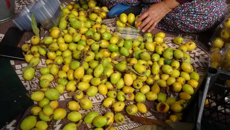Muşmula Hasadı Başladı: Kilosu 150 TL Olacak mı?
