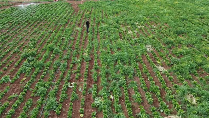 Kuraklık Marul Hasadını Vurdu: Tarımsal Krizin Arkasındaki Sebepler