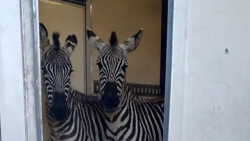 Sınırda Durdurulan Minibüsteki Hayvanlar: 2 Zebra, 6 Maymun, Antilop ve Kuğu