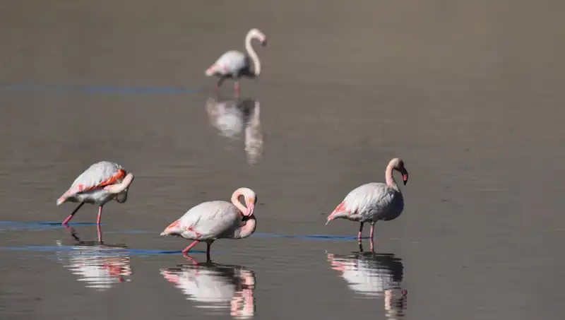 Kuş Cenneti Kuraklığın Pençesinde: Flamingolar Tehlikede