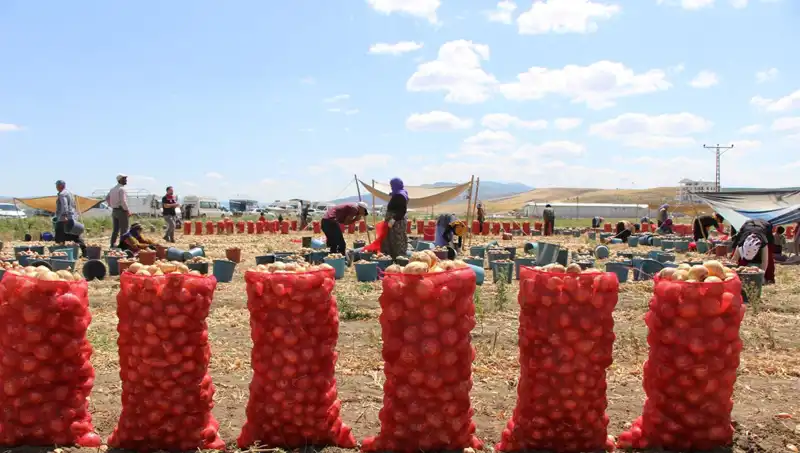 Amasya Elması: Avrupa ve Rusya'ya İhrahatta Yeni Rekorlar Kırılıyor