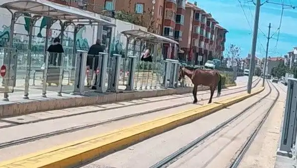 Eskişehir’de Tramvay Raylarında Başına Buyruk Bir At: Şaşkınlık Yaratan Görüntüler