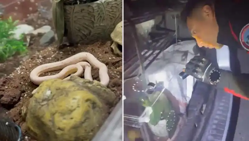 Devriye Ekipleri Şaşkın: Otomobilin Arka Koltuğundan Yılanlar Çıktı!
