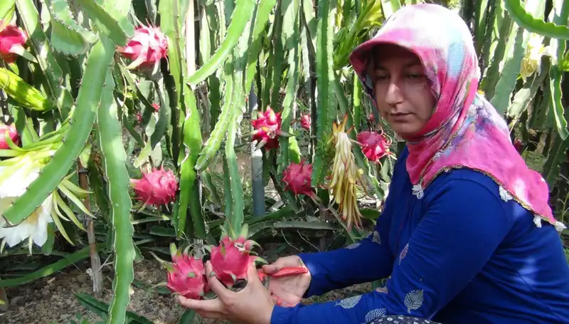 Emekli Oldu, Pitaya Producer'i Olmayı Seçti: Kilosu 200 TL!