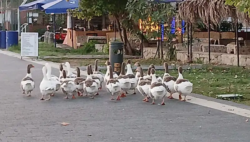 Kazların Gizemli Ölümü: Denizde Yüzdüler, Kümeste Son Buldu!