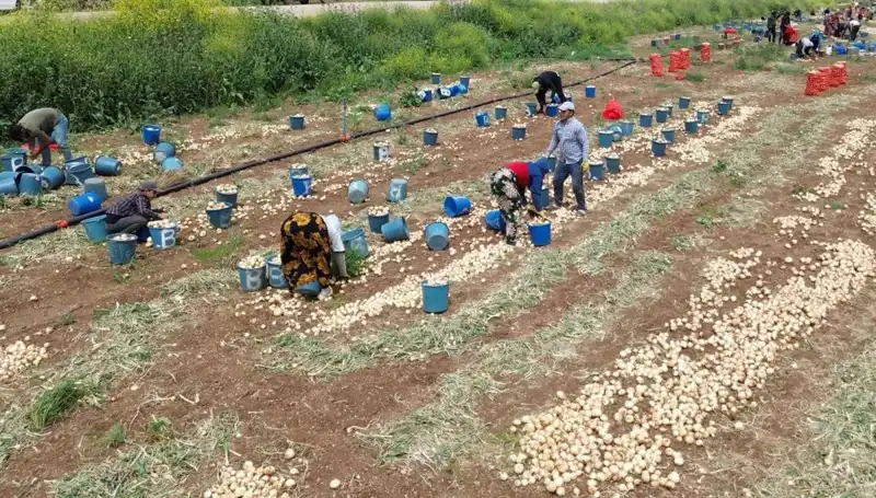 Soğan Hasadı Başladı: Fiyatlar Nasıl Etkilenecek?