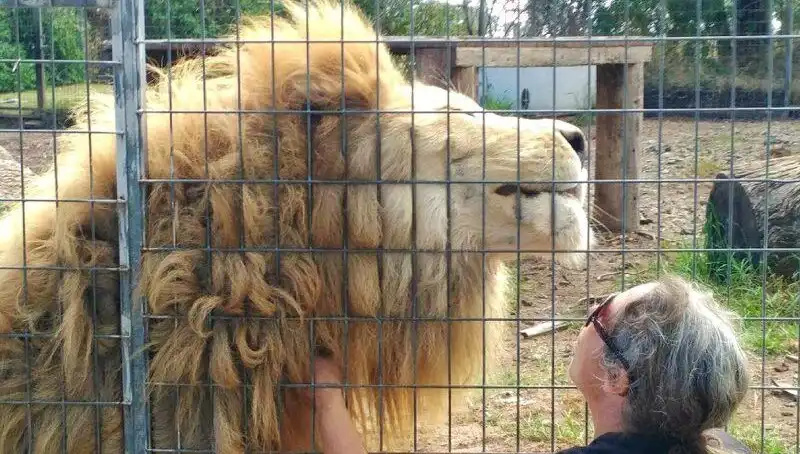 Avustralya'da Aslan Saldırısı: Kadının Kolu Kafeste Köpekbalığı Gibi Yakalandı