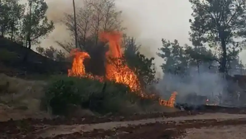 Denizli'de Korkutan Orman Yangını: 7 Hektar Alan Yok Oldu