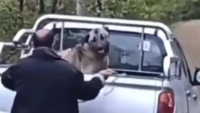Trabzon'da Şoke Eden Olay: Köpeği Halatla Döven Kişi Gözaltına Alındı
