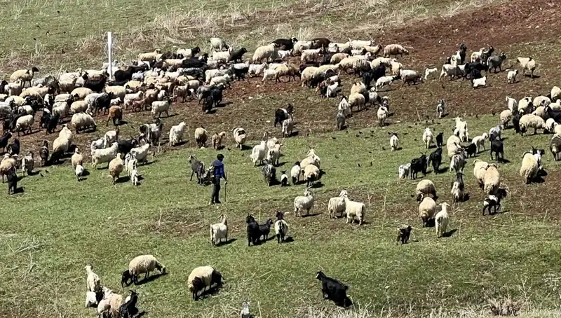 Çoban Krizi Derinleşiyor: 70 Bin Lira Maaşa Rağmen Neden Vazgeçiyorlar?