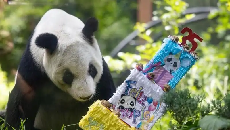 35 Yılın Anısına: Dev Panda Xin Xin, Mutlu Yaş Gününü Kutladı