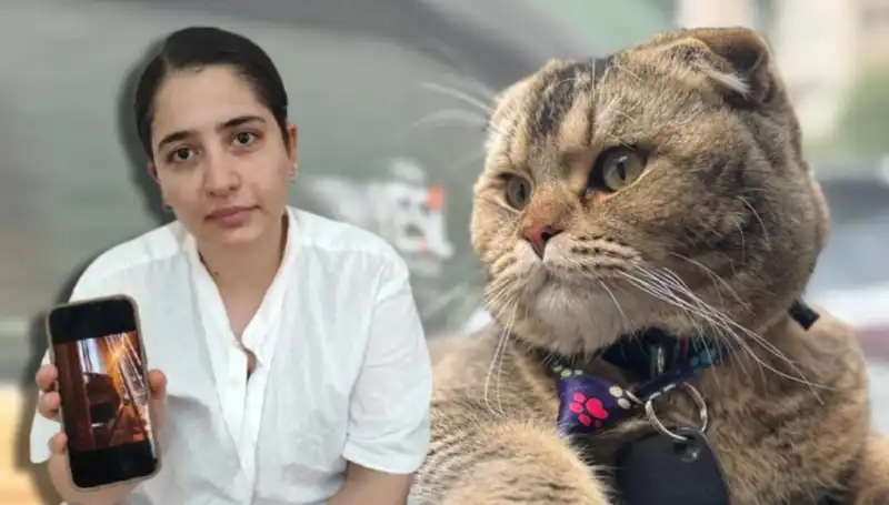 Evli Çiftin Boşanma Sebebi: Minik Kedinin Rolü Çok Derin!