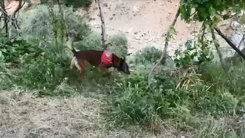 Dere Kenarındaki Gizli Esrarın Peşinde: Dedektör Köpek Şaşırttı