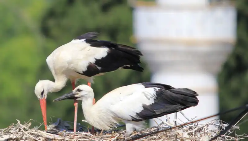 Yaren Leyleği Kıskandıran Leylek Köyü: 8 Kat Daha Fazla Yuva!