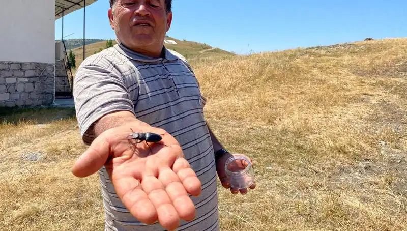 Sivas'ta Görülen Bu Böceği Öldürenlere 557 Bin TL Ceza Yok!
