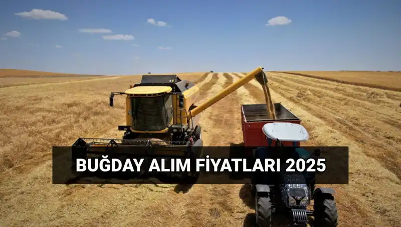 2025 Buğday Alım Fiyatları ve TMO Ücretleri Ne Zaman Yatacak?