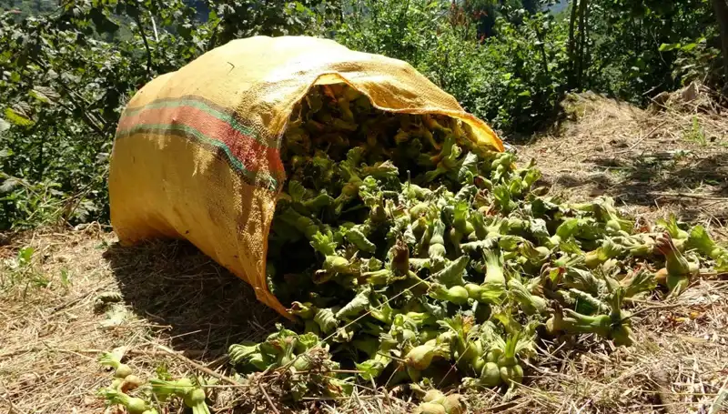 Giresun'da Fındık Hasadı Başladı: Bereketli Bir Sezon Bekleniyor