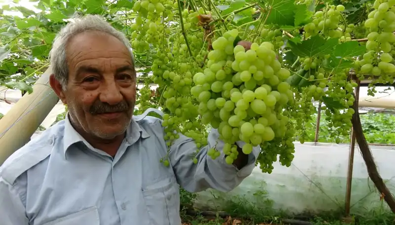Zirai Don, Meyve Fiyatlarını Sarsıyor: İlk Ürünler 250 TL’den Satışta