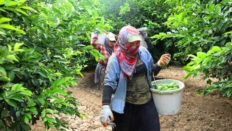 Marketlerdeki Domates Fiyatları Yüzde Üç Haneyi Aştı: Yeni Hasat Umut Veriyor