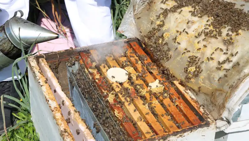 Genç Arıcı Gelenekleri Yaşıyor: Yurt Dışından Siparişlerle 800 Kovan Bal Üretiyor