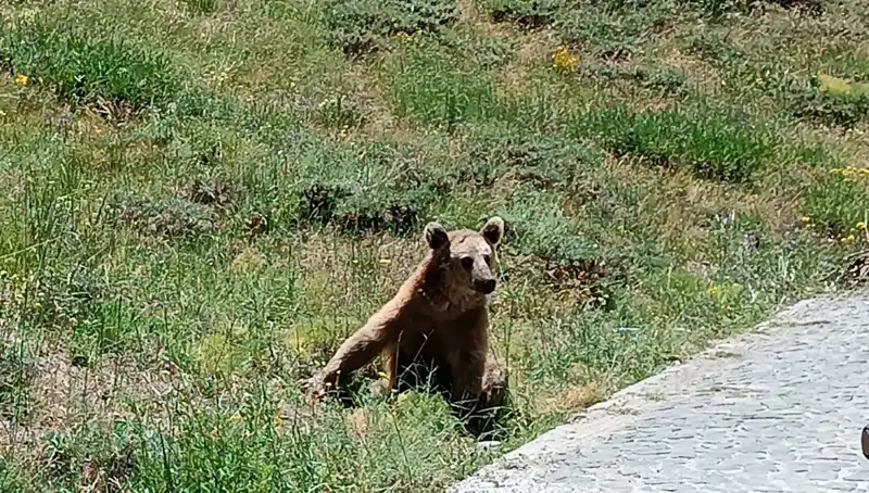 Doğa Tutkunları Dikkat: Nemrut’a Gidenlere Bozayı Uyarısı Yapıldı!
