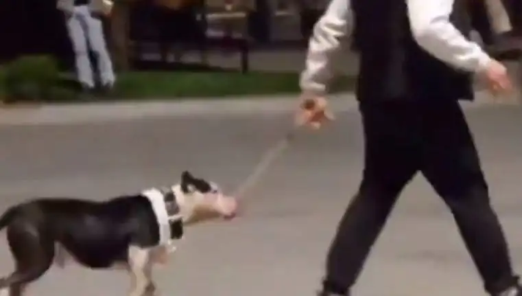 Ağızlıksız Pitbull’un Saldırısı: Sahibi 5 Bin Lira Cezaya Çarptırıldı