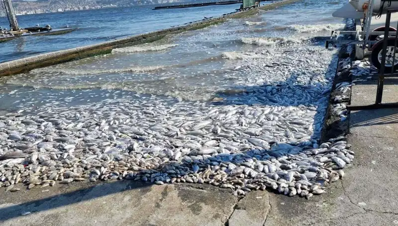 İzmir Körfezi'nde Ekolojik Dönüşüm: Yeni Projeler Hayata Geçiyor